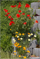 Californischer Mohn / Goldmohn und Klatschmohn