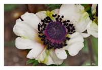 Kronen Anemone