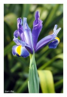 Iris