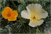 Californischer Mohn