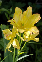 Mehrblütige Tulpe