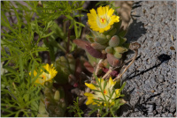 Mittagsblumen