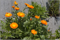 Ringelblumen