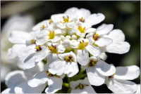 Iberis / Schleifenblume