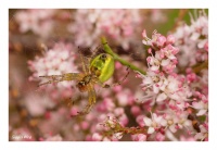 Spinne in der Tamariske Spinne in der Tamariske