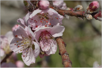 Pfirsichblüte