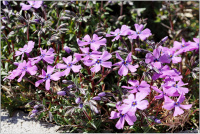 Polsterphlox
