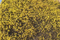 Winterjasmin