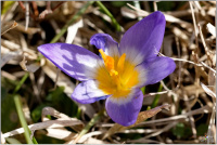 Krokus