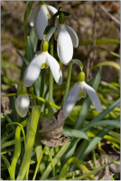 Schneeglöckchen