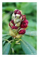 Roter Rhododendron