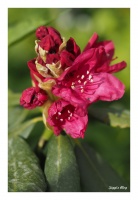 Roter Rhodendron