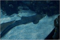 Aquarium