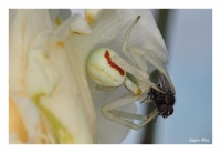 Veränderliche Krappenspinne und Fliege