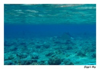 Gefleckter Adlerrochen / Spotted eagle ray