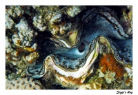 Schuppige Riesenmuschel  / Giant clam