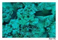 Riesenmuräne /  Giant moray