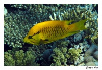 Stülpmaullippfisch / Longjaw wrasse