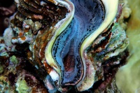 Schuppige Riesenmuschel  /Giant clams