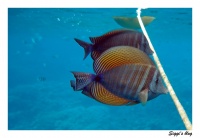 Indischer Segelflossendoktorfisch / Red Sea sailfin tang 