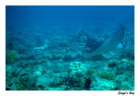 Gefleckter Adlerrochen / Spotted eagle ray