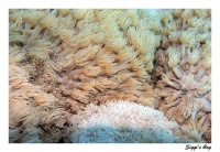 Margeritenkoralle /  flowerpot coral