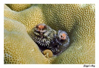 Weihnachtsbaumwurm / Christmas Tree Worm