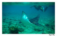 Gefleckter Adlerrochen / Spotted eagle ray