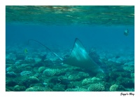 Gefleckter Adlerrochen / Spotted eagle ray