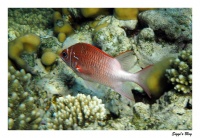 Silberfleckhusar / Silverspot squirrelfish