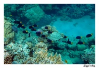 Blauersegelflossendoktor / Yellowtail tang