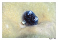 Weihnachtsbaumwurm / Christmas Tree Worm