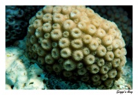 Sternkoralle / Starflower coral