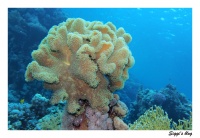 Pilzkoralle / Mushroom Coral