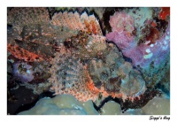 Drachenkopf / Tassled scorpionfish
