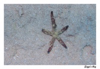 Leachs Seestern / Leach's Seastar