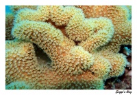 Pilzkoralle / Mushroom Coral