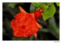 Granatapfel - Erste Blüte! Granatapfel - Erste Blüte!