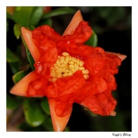 Granatapfel - Erste Blüte Granatapfel - Erste Blüte