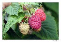 Himbeeren