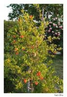 Granatapfelbaum