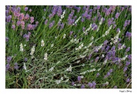 Weißer Lavendel Weißer Lavendel