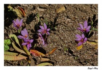 Crocus sativus Crocus sativus