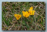 160221 Gelber Krokus 160221 Gelber Krokus
