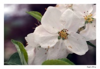 Apfelblüte Apfelblüte