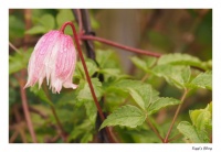 Clematis Alpina sp.