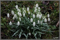 180317 Schnee Glöckchen 180317 Schnee Glöckchen