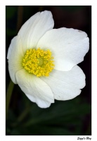 Anemone