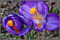 180325 Frühlings Krokus 180325 Frühlings Krokus