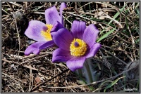 180325 Kuhschellen 180325 Kuhschellen